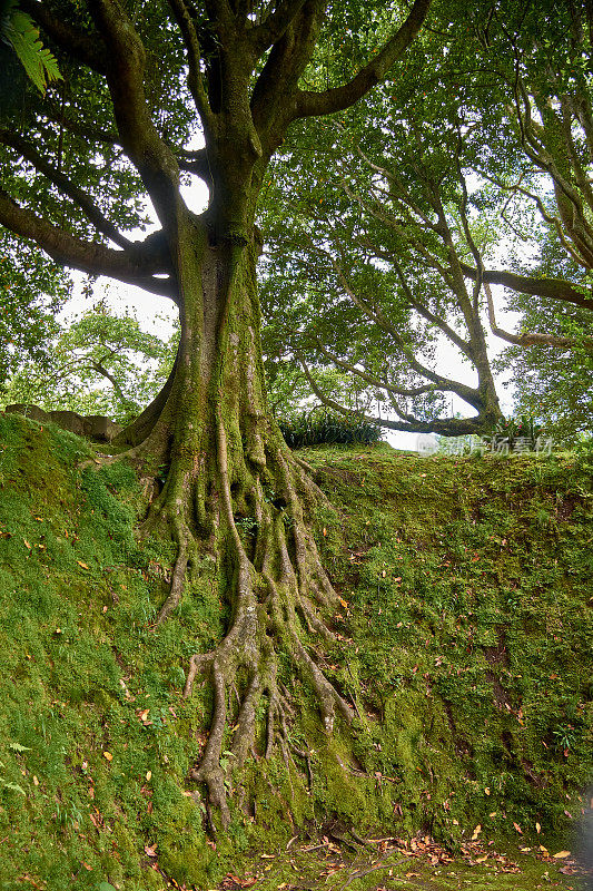 在葡萄牙亚速尔群岛圣米格尔的异国植物园“Terra Nostra”中的一棵树的根